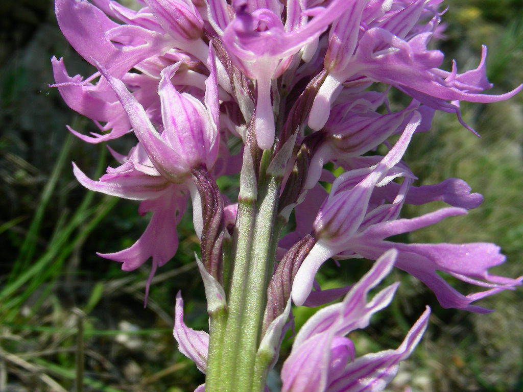 Orchis militaris o italica !!!!